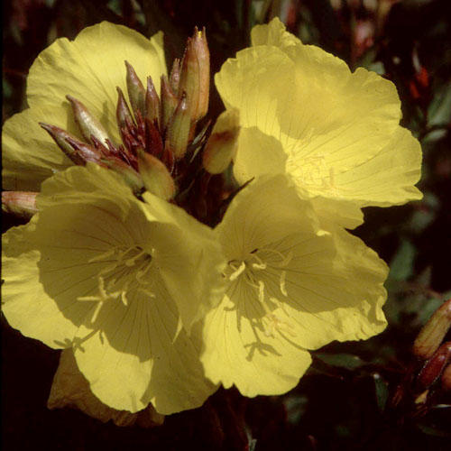 Oenothera fruticosa